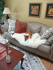 Dog laying on couch.